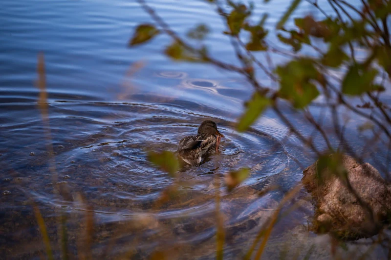 Estes Park - Image 5
