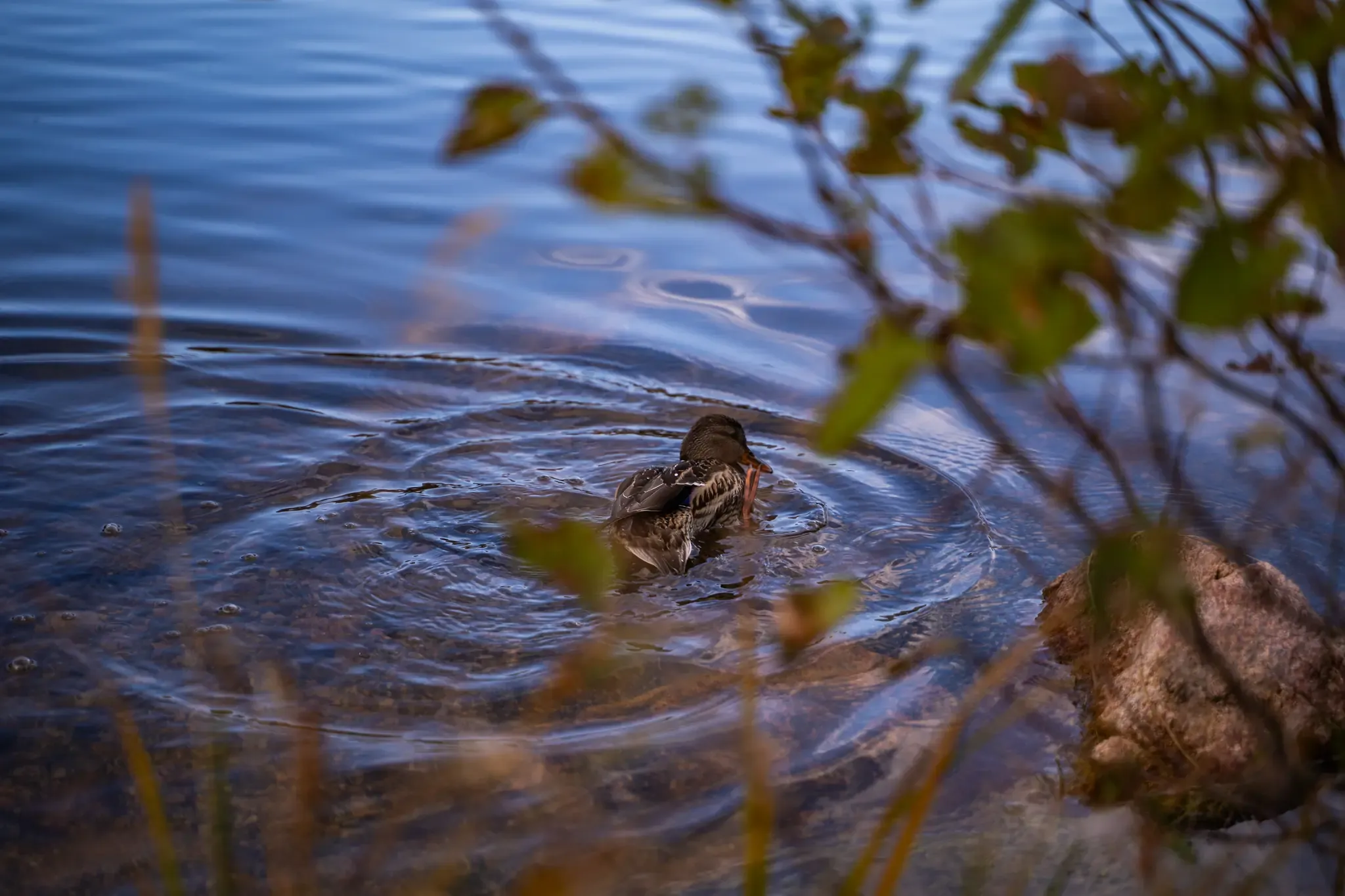 Rocky Mountain views
