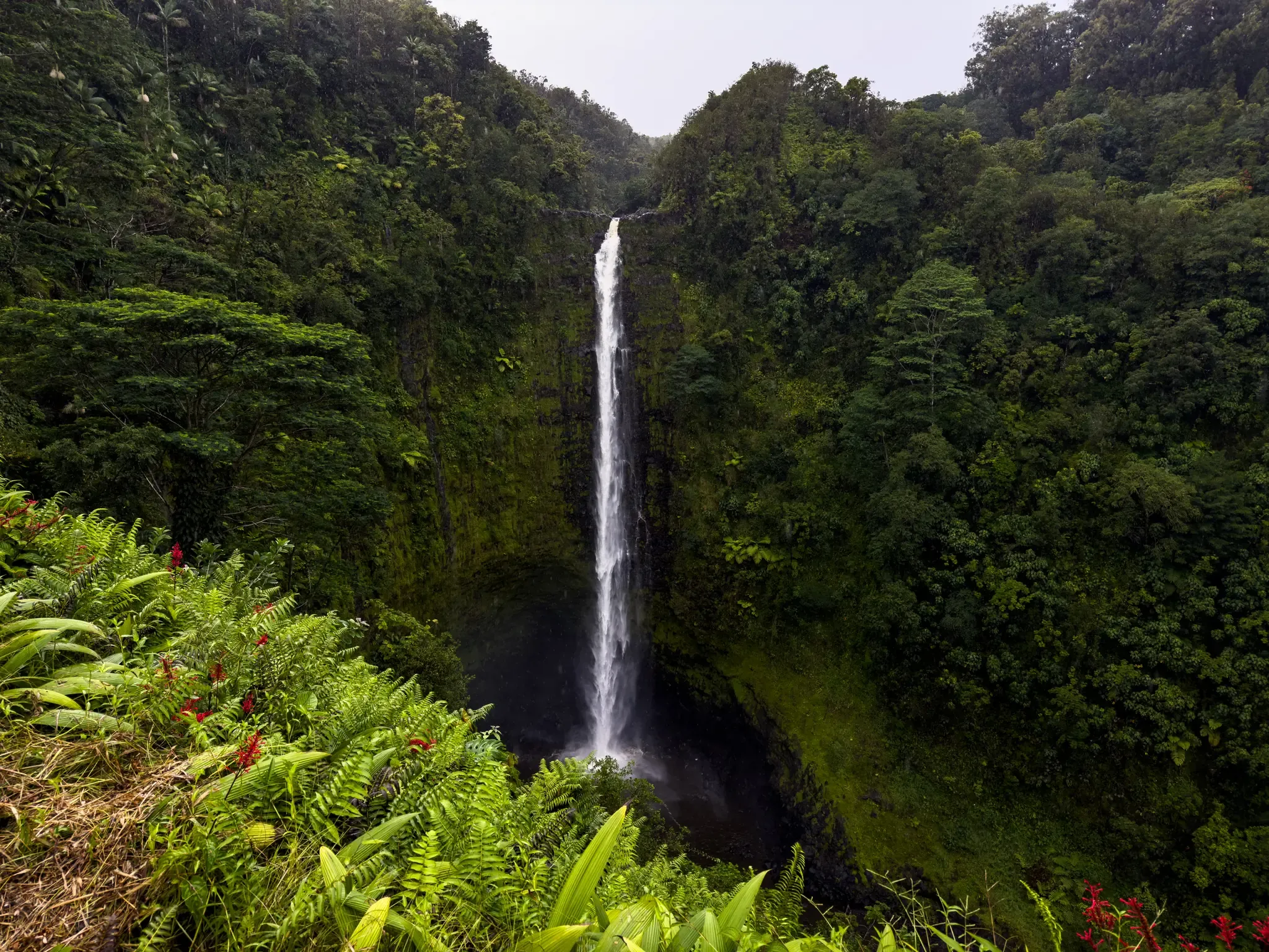 Hilo jungle and waterfall